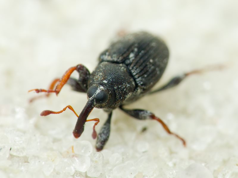 Coryssomerus capucinus (Beck, 1817)